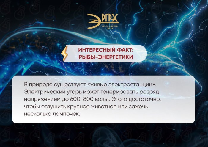 Интересный факт о рыбах-энергетиках